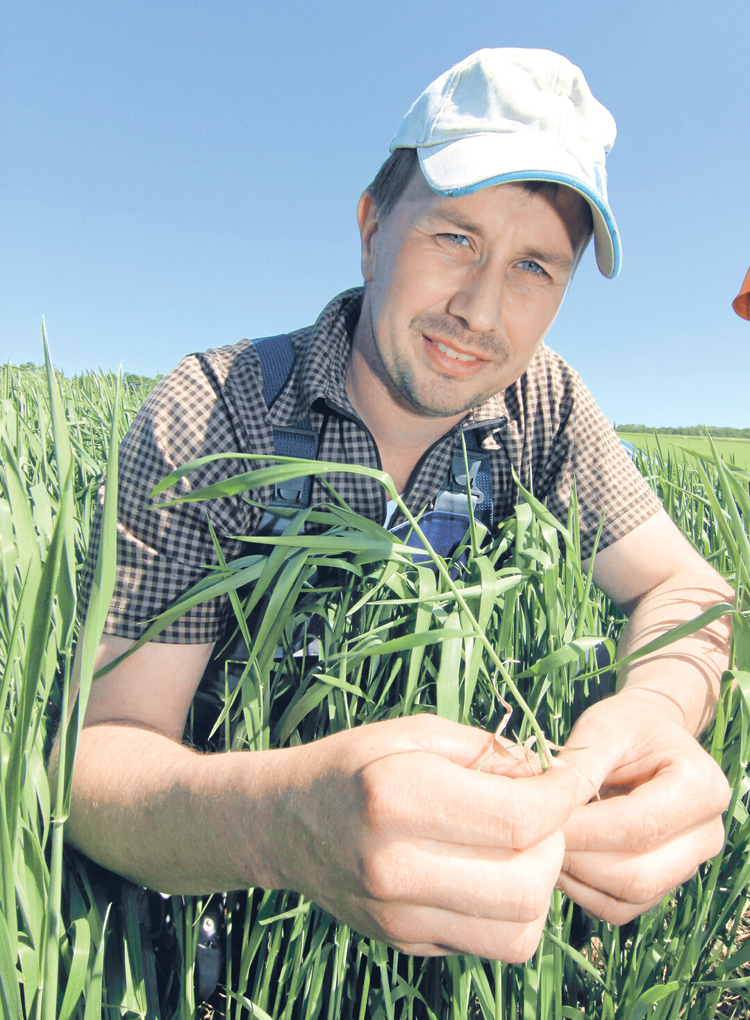 W�hrend es anderswo im Land ausreichend regnete, war es in Nordbaden bis Pfingsten zu trocken. Die Dinkelpflanzen reduzierten deshalb ihre Triebe. Landwirt Timo Fahrmeier (34) h�lt in der rechten Hand einen solchen K�mmerling, der keinen Ertrag bringt.