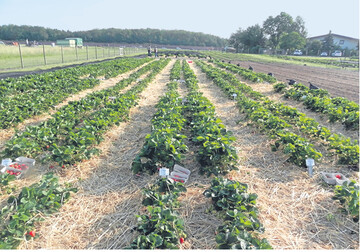 Die Versuche auf dem Erdbeer-Versuchsfeld widmen sich ganz unterschiedlichen Fragen. Ein gro�es Segment sind dabei die Tests neuer Sorten auf ihre Eignung im praktischen Anbau. Wichtige Hinweise f�r die Praxis ergeben sich aus den Untersuchungen zur D�ngung, aber auch Anbau ganz allgemein.
