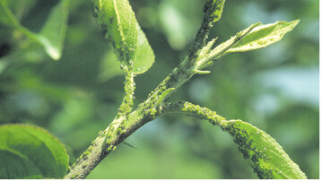 Blattlauskolonien siedeln sich im Sommer bevorzugt an w�chsigen Langtrieben an.