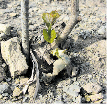 Durch Frost gesch�digte zweij�hrige Junganlage treibt von unten neue Triebe. Der Stock �berlebt.