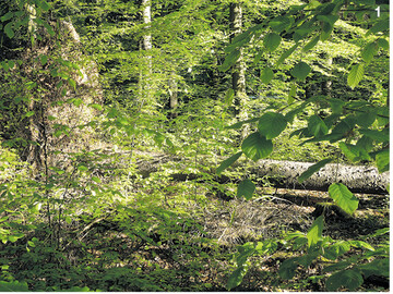 Eine unentdeckte, geworfene Fichte im Bestand.