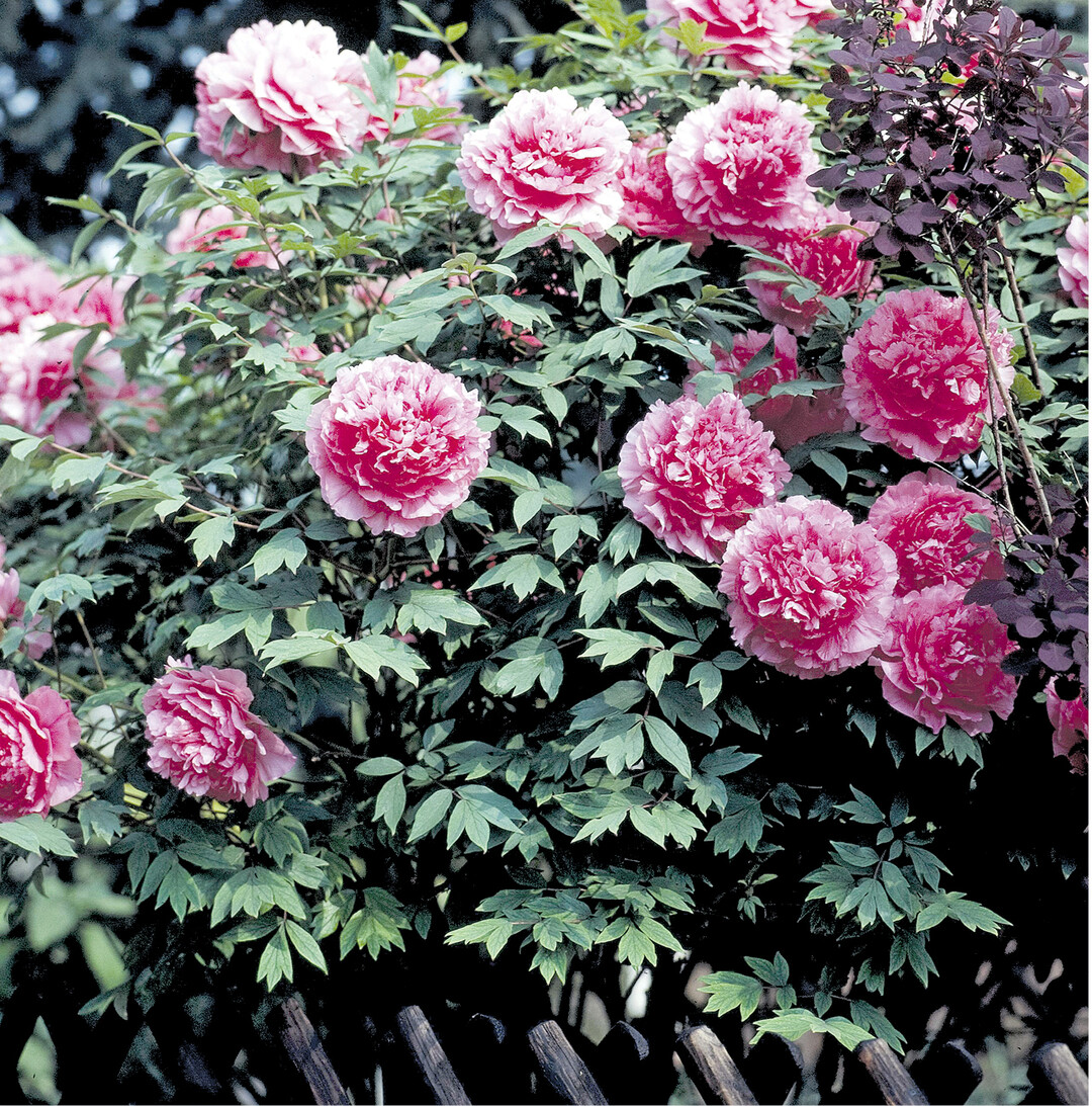 Die Strauch- oder Baumpfingstrose kann bis zu f�nf Meter hoch werden. Sie stammt urspr�nglich aus China. Bei der Strauchpfingstrose (Paeonia suffruticosa) verholzt die Spro�achse mit zunehmendem Alter. Sie ist sehr langlebig und kann bis zu 60 Jahren �berdauern.