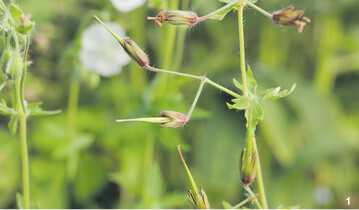 Wie der Storchschnabel zu seinem Namen kam: Die Samenstände sind eben wie der Schnabel eines Storchs geformt.