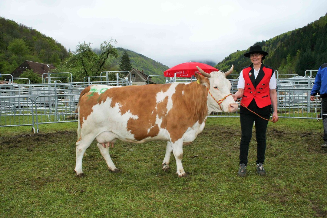 Miss Hinterwälder: Spannend war die Titelvergabe „Miss Hinterwälder“. Die treffende dafür war bald gefunden, es ist die Napfocktochter Samia von Manfred Schelshorn aus Bernau. Sie lief in der Euterauswahl und war Reservealtkuhsiegerin sowie Mutter des Reservesiegerbullen und die typvollste Hinterwäldermilchkuh.