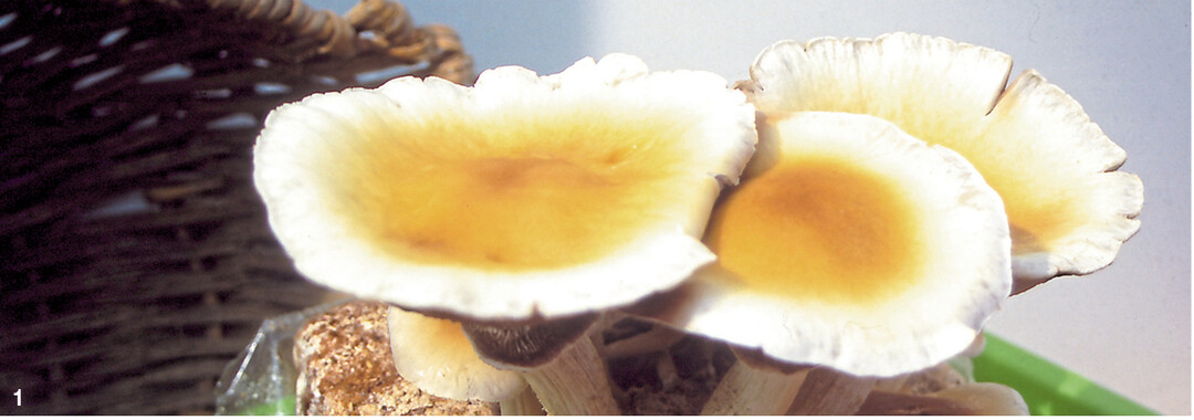 Hauskultur des Pappelsch�pplings, Pioppino.