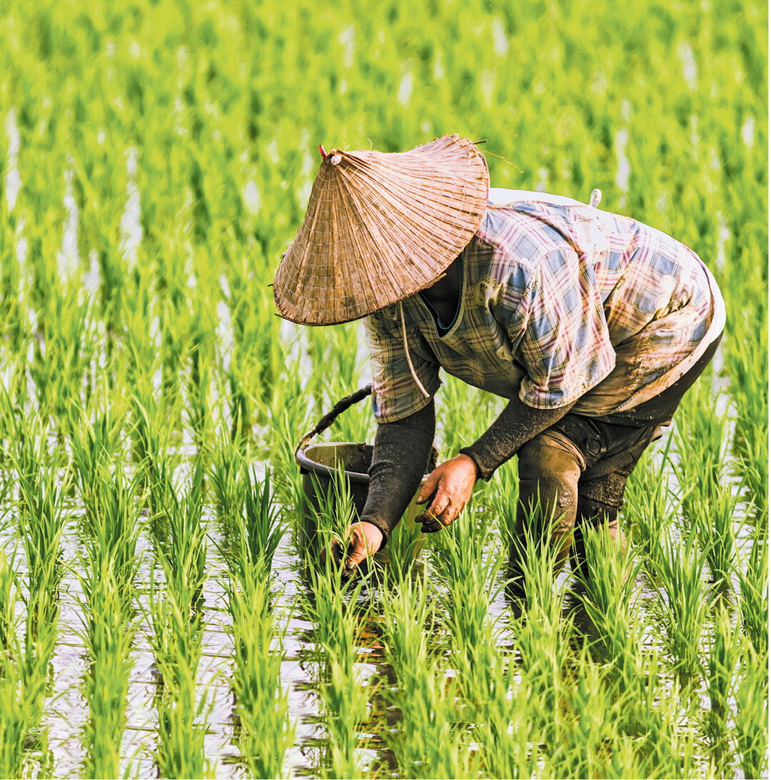 Nahezu zwei Drittel der Menschheit ern�hrt sich haupts�chlich von Reis. 90 Prozent des Anbaus erfolgt in asiatischen L�ndern. Weltweit stammt der gr��te Teil des Reises aus Nassanbau. In Europa, besonders in Italien, wird der Reis teils in trockene Felder ges�t. Reisk�rner enthalten wichtige Eiwei�e und B-Vitamine. Die komplexen Kohlenhydrate machen lange satt. Wegen des geringen Natriumgehaltes eignet sich Reis zur Entw�sserung des K�rpers. Mehr zu Reissorten und ihrer Verwendung lesen Sie auf den folgenden Seiten.