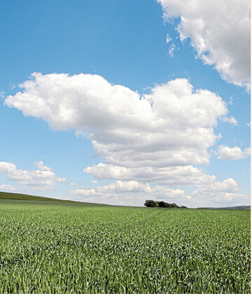 Fast �berall ist es zu trocken. Der Regen im Juni bestimmt die Getreidepreise mit.