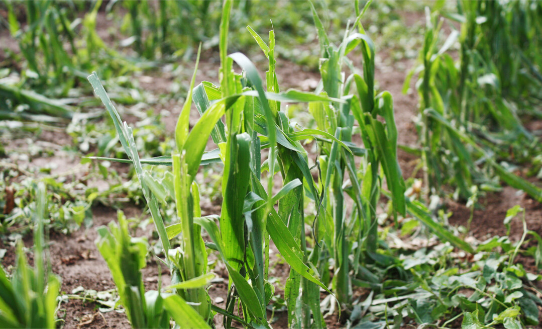 Ein Unwetter ist auf diesen Maisacker niedergegangen. Extreme Wetterereignisse treten bereits jetzt immer h�ufiger auf.