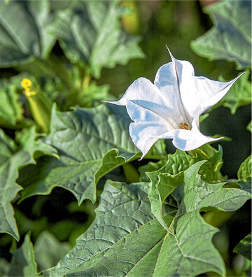 Wird er verf�ttert, k�nnen die hochgiftigen Alkaloide des Gemeinen Stechapfels zu schweren Vergiftungen bis hin zum Tode f�hren.