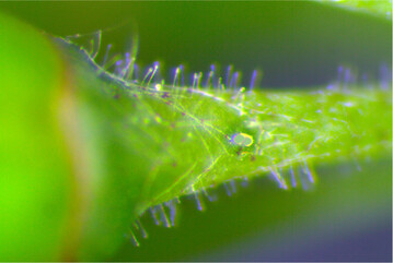 Nicht sichtbarer Oidiumbefall am Bl�tenstielchen 2020.