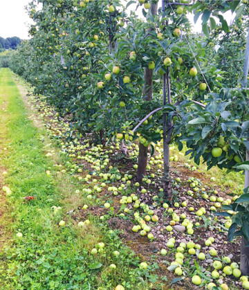 Mit der Handausd�nnung l�sst sich die Fruchtgr��e beeinflussen.