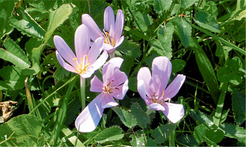 Die lila Bl�ten der Herbstzeitlosen erscheinen nur im Sp�tsommer oder Herbst.