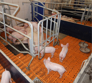 Bewegungsbuchten bieten Sauen mehr Platz. Als Folge davon legen sich die Tiere h�ufiger ausgestreckt auf die Seite.