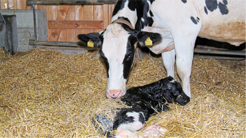 Nach der Abkalbung infiziert sich die ansonsten sterile Geb�rmutter der Kuh mit Bakterien. Ein zun�chst normaler Vorgang, der nicht zwangsl�ufig krank machen muss.