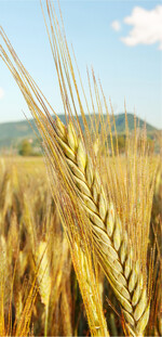 Auf der Konferenz wurden zwei neue Gerstensorten präsentiert.