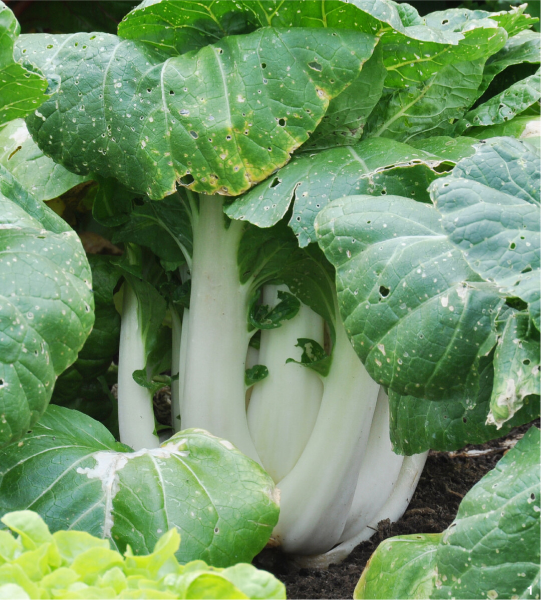 Sehr gut gen�hrter und gew�sserter Pak Choi auf einem gemischten Beet.