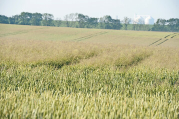 Ein Weizenfeld mit starkem Ungr�serbewuchs wird betrachtet.