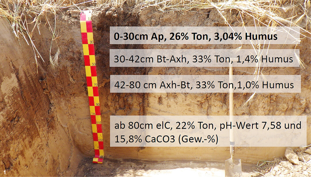 Das gezeigte Bodenprofil stammt aus der Teilfl�che mit pH-Wert 4,8 nach LUFA-Untersuchung im Ap-Horizont. Vor der Kalkd�ngung war der Oberboden kalkfrei, w�hrend im Untergrund ab 80 cm Tiefe ein Kalkanteil von 15,8 % CaCOzu finden war.