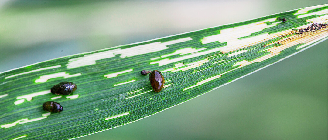 Die Larven des Getreideh�hnchens fallen durch ihren streifenf�rmigen Fra� auf den Bl�ttern schnell ins Auge. Aber nur in seltenen F�llen richten die Insekten einen wirtschaftlich bedeutenden Schaden an  auch weil die Sch�dlinge so viele nat�rliche Feinde haben.