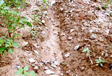 Durch Erosion geht das wertvollste Bodenmaterial verloren.