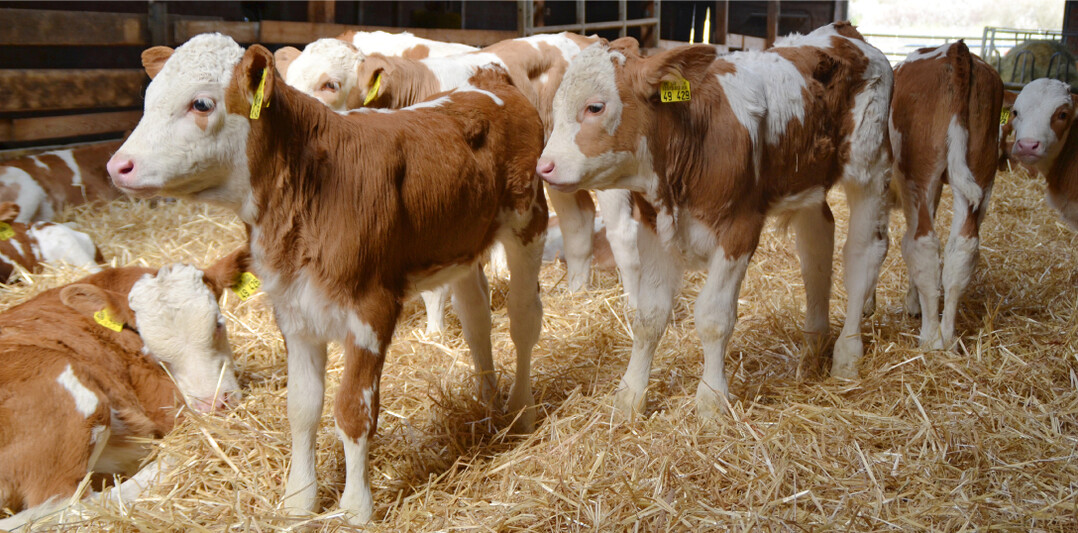 Wie entwickelt sich die Herde? Und: Wie wirkt sich das auf die vorhandenen Stallpl�tze aus? Fragen, auf die der aktualisierte Stallplatzrechner Antworten liefert.