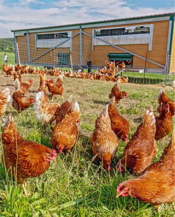 In autark betriebenen Mobilst�llen steht das Tr�nkwasser oft mehrere Tage im Vorratstank. Gerade in Hitzeperioden kann das zum Problem werden. Dann sollte der Tank t�glich neu bef�llt werden.