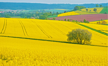 Nicht zu �bersehen: Rapsfelder sind wieder h�ufiger in der Landschaft. Der Anbau ist landes- und bundesweit noch einmal gewachsen.