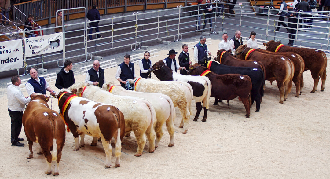 Tiere der Rassen Limousin, Angus, Charolais, Fleckvieh und Pinzgauer-Fleisch wurden angeboten. Das Limousin-Lot war mit 32 Tieren am gr��ten. 