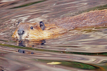 Unter Schutz, aber nicht mehr unantastbar: Die neue Biberverordnung erm�glicht erstmals die letale Entnahme bei ernsten wirtschaftlichen Sch�den.
