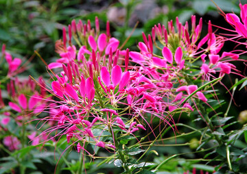 Die leuchtenden pinkfarbenen Bl�ten von Cleome spinosa, der Dornigen Spinnenblume, sind eine wahre Augenweide.
 