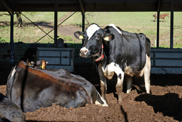 Aus der Anbindehaltung in einen modernen Kompostierungsstall: Die K�he danken die Entscheidung mit mehr Milch, besserer Fruchtbarkeit und guter Gesundheit.