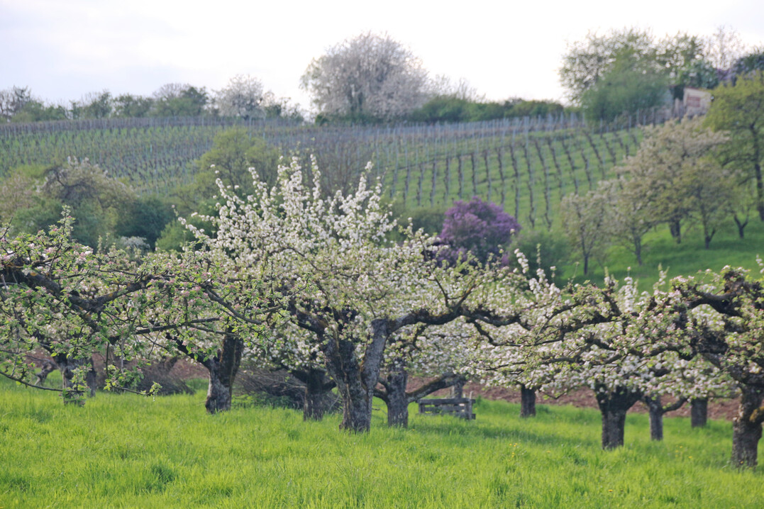 Bl�hende Halbst�mme (Streuobstwiese) im Fr�hling.