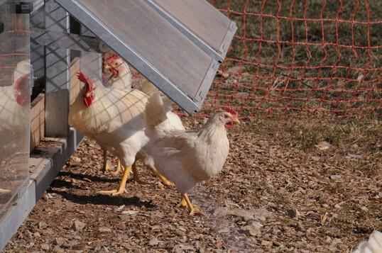 Legehennen im Stall.