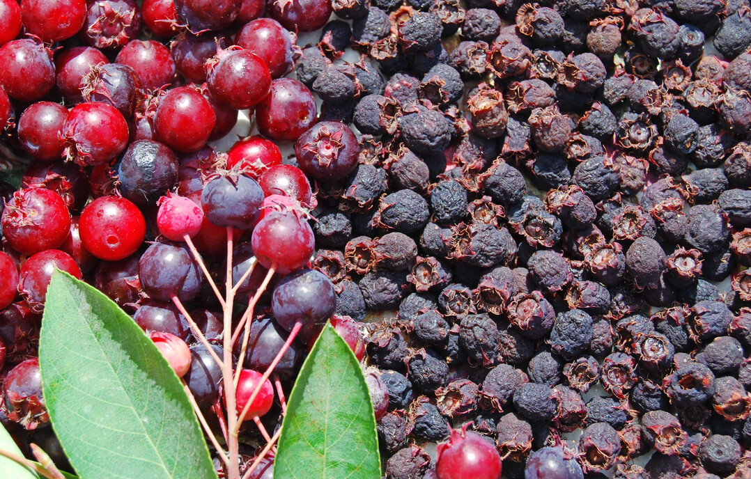 Felsenbirnen z�hlen zu den Kernobstgew�chsen, ihre Fr�chte sind botanisch keine Beeren. �ber 20 Vogelarten sch�tzen Felsenbirnen, auch die fr�hen Bl�ten sind eine gute N�tzlingsweide. Im Bild zu sehen � frische und trockene Fr�chte nebeneinander.