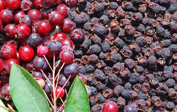 Felsenbirnen z�hlen zu den Kernobstgew�chsen, ihre Fr�chte sind botanisch keine Beeren. �ber 20 Vogelarten sch�tzen Felsenbirnen, auch die fr�hen Bl�ten sind eine gute N�tzlingsweide. Im Bild zu sehen � frische und trockene Fr�chte nebeneinander.