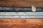 Haussperlinge sind Gebäudebrüter. Sie benötigen zum Nestbau Nischen an Wänden und Dächern.