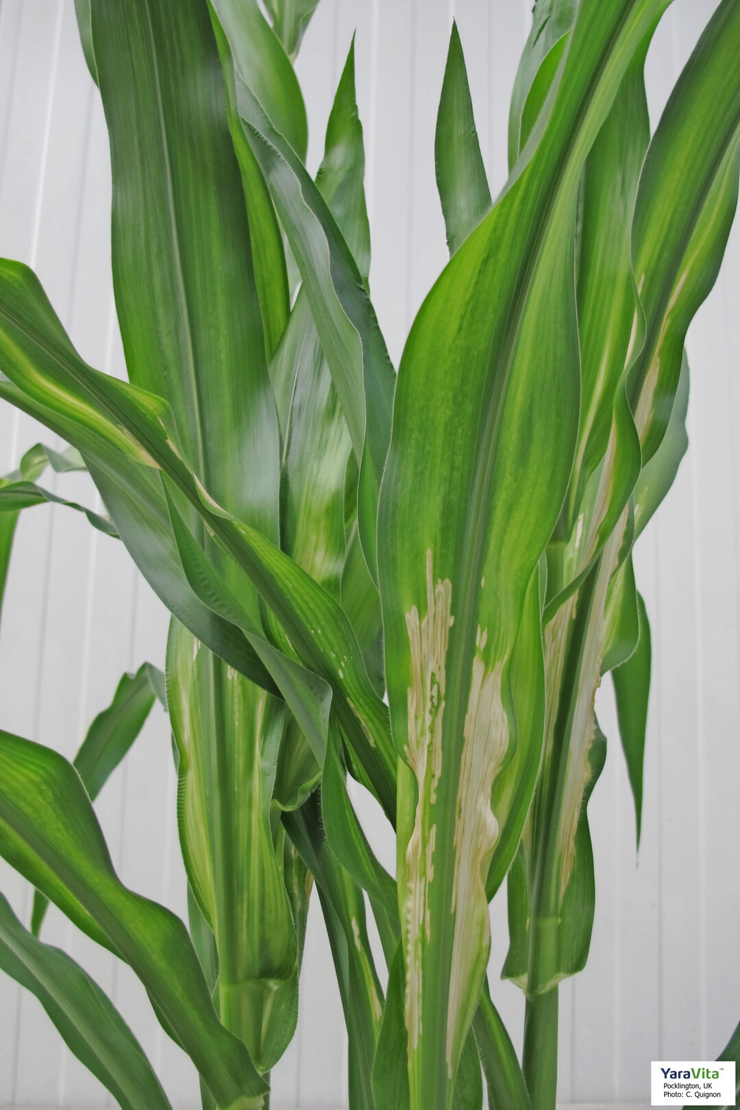 Aufhellungen entlang der Mittelrippe sind ein eindeutiges Zeichen f�r eine schlechte Zinkversorgung.