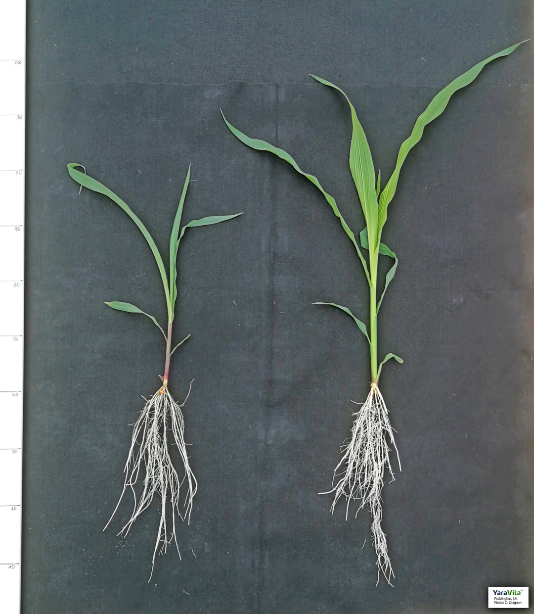 Deutlich zu sehen ist das reduzierte Wachstum durch einen fr�hen Phosphatmangel � sowohl oberirdisch als auch beim Wurzelwachstum.