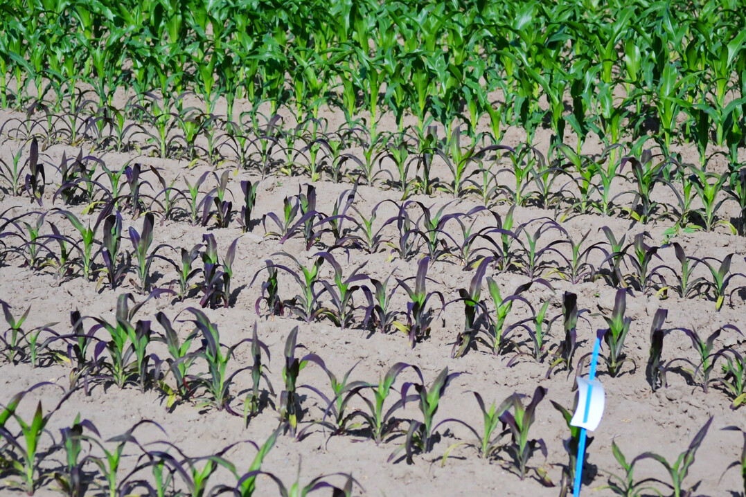 Phosphatmangel führt zum bekannten Bild der Anthozyanfärbung bei jungem Mais.