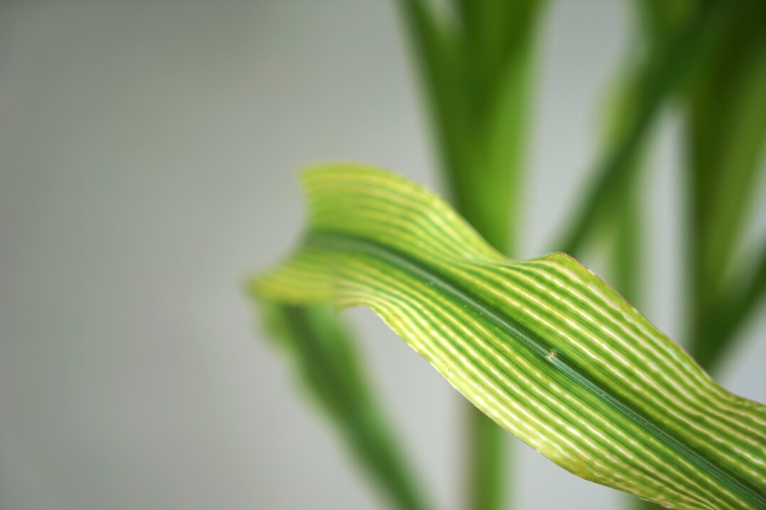 Wenn es Mais an Magnesium mangelt, ist das an den streifenf�rmigen Aufhellungen zu erkennen, die parallel zu den Blattadern verlaufen. 