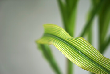 Wenn es Mais an Magnesium mangelt, ist das an den streifenf�rmigen Aufhellungen zu erkennen, die parallel zu den Blattadern verlaufen. 