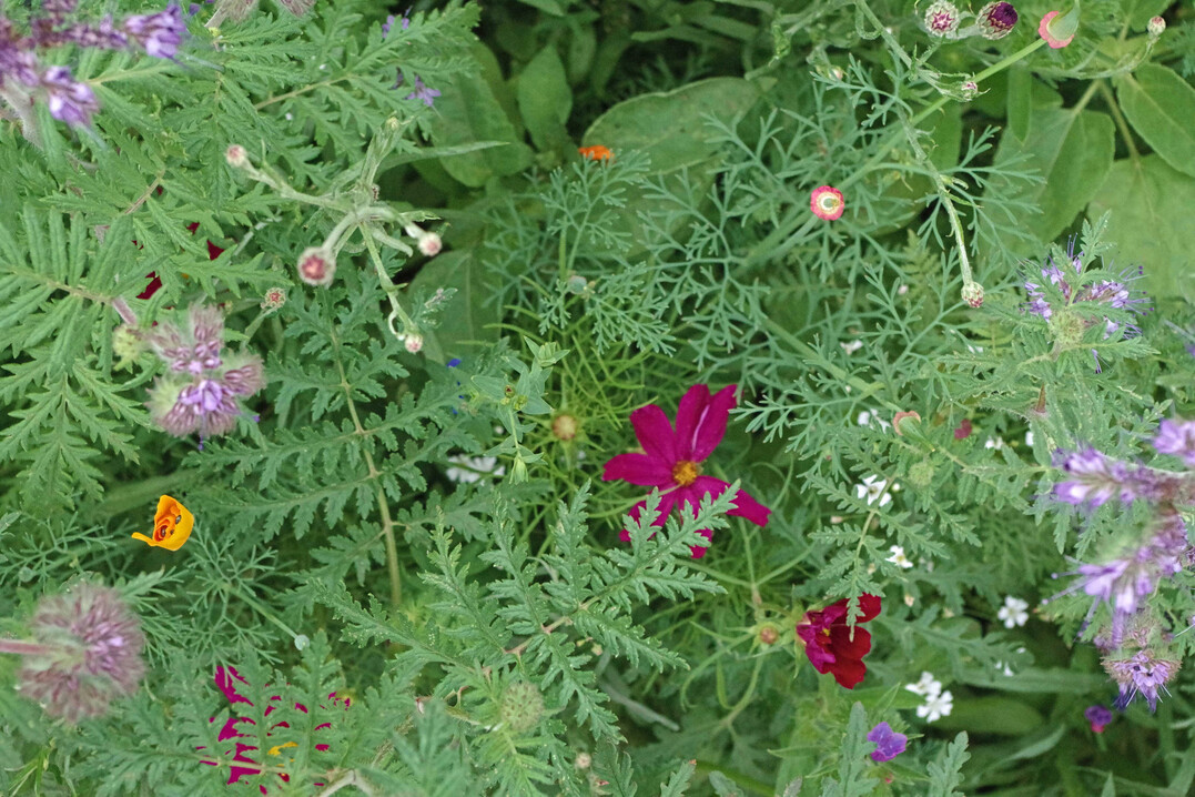 Eine Mischung f�ttert die Bakterien und Pilze im Boden  vielseitiger als eine Reinsaat. Jede Pflanzenart scheidet unterschiedliche Wurzelexudate (Zucker, St�rke, Eiwei�) aus.