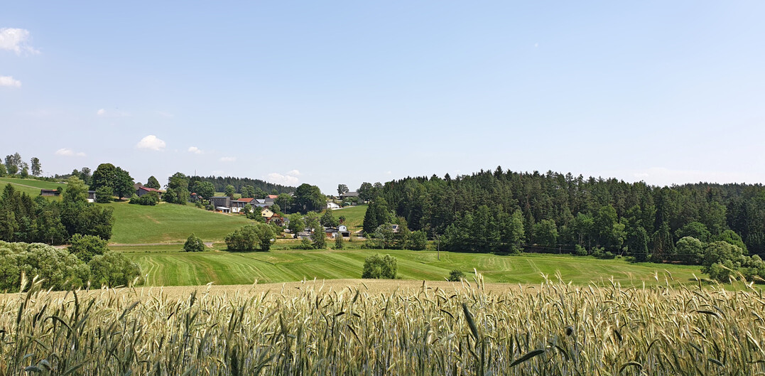 Wenn intensiv genutzte Fl�chen von naturnahen Strukturen umgeben sind, dienen diese Insekten als R�ckzugsr�ume und tragen so dazu bei, die Artenvielfalt zu erh�hen. 