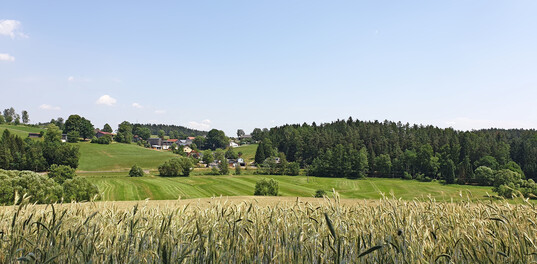 Wenn intensiv genutzte Fl�chen von naturnahen Strukturen umgeben sind, dienen diese Insekten als R�ckzugsr�ume und tragen so dazu bei, die Artenvielfalt zu erh�hen. 