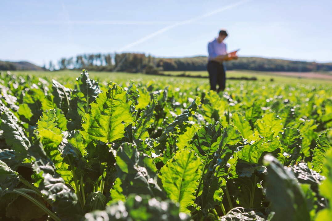 Die neuen Zuckerr�bensorten sollen resistent und gut im Ertrag sein.