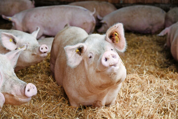 Muttersauen in einer mit Stroh eingestreuten Bucht.
