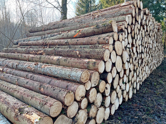 Nadelholzernte.