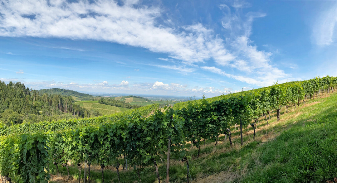 Rebanlage in der Ortenau, Baden-W�rttemberg.