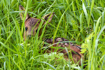 Tief ins Gras geduckt sind Rehkitze � aber auch Hasen und andere Wiesenbewohner � vor der Mahd f�r das Auge kaum sichtbar. Doch die W�rmebildkamera hat sich als zuverl�ssiges Hilfsmittel beim Wildtierschutz erwiesen.