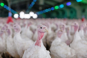 Der erneute Nachweis der Newcastle-Krankheit unterstreicht die Bedeutung einer konsequenten Impfpraxis und stabiler Biosicherheitsstandards in deutschen Geflügelbetrieben.